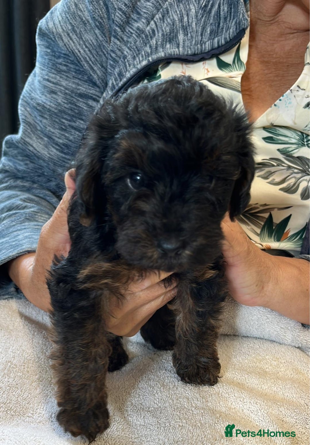 Yorkiepoo dogs for sale: YORKIPOO Yorkshire terrier and toy poodle mix - Image 1