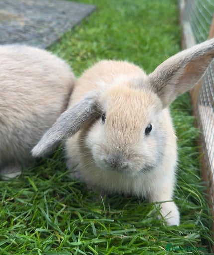 Gallery Image {{count}}