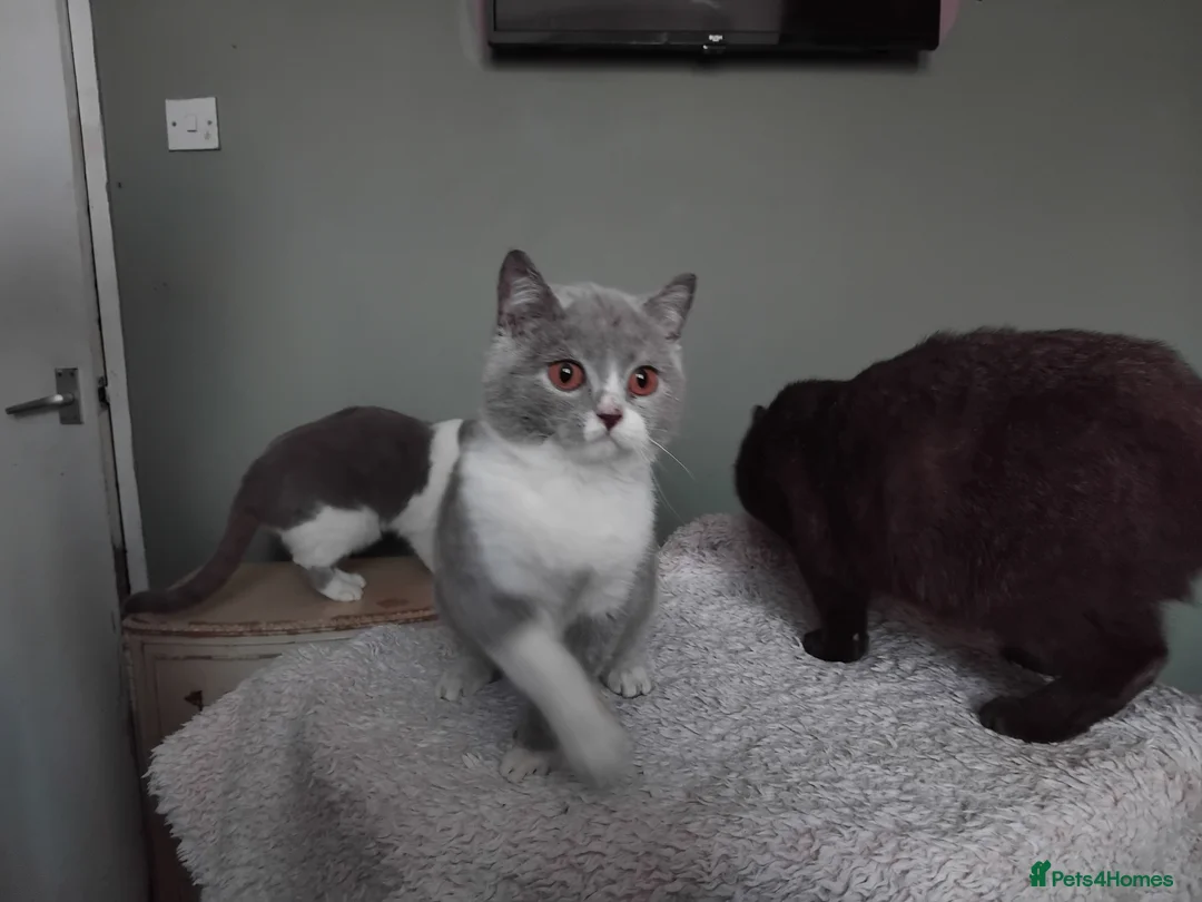 British Shorthair cats for sale:  Lilac & chocolate British Shorthair kittens  - Advert 4