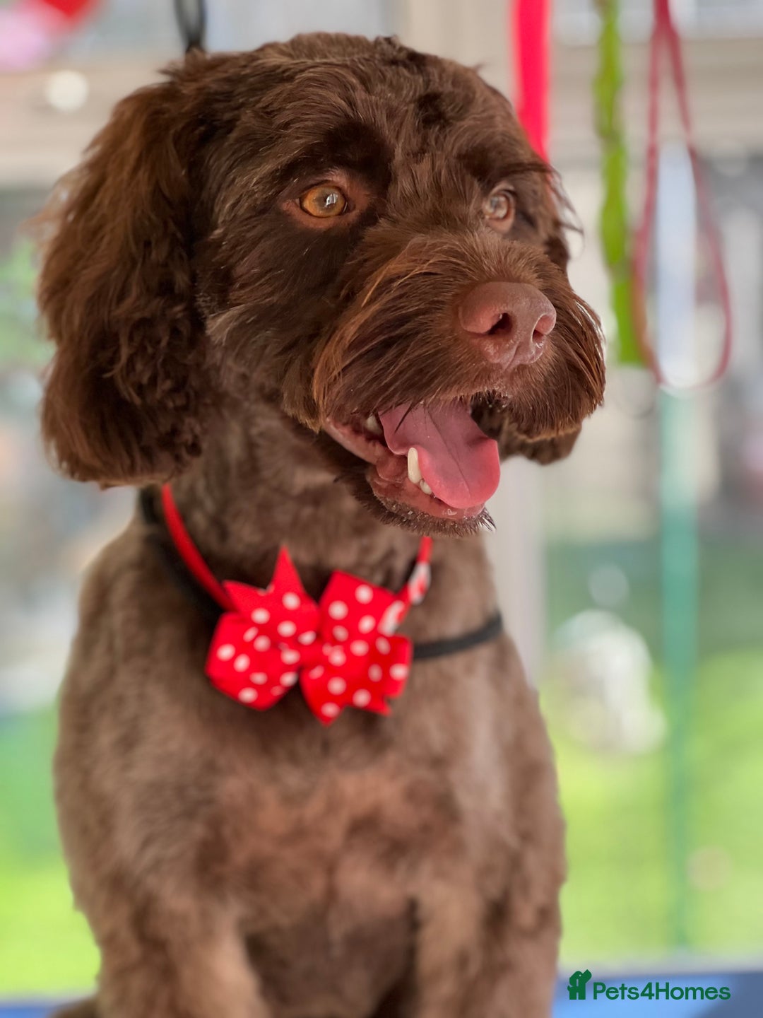 Cockapoo dogs for stud: Remy 18 month old F1 cockapoo for stud  - Image 3