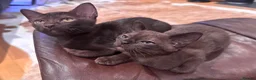 Burmese cats for sale: Cuddly Cream boy & Two beautiful Black Torties - Advert 9