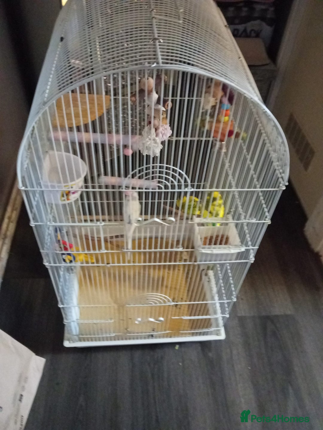 Budgerigars birds for sale: 3 budgies - Advert 1