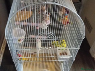 Budgerigars birds 3 budgies - Advert 2