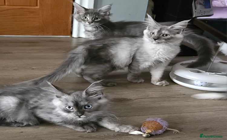Maine Coon cats - Advert 9