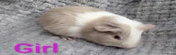 Guinea Pig rodents for sale: Beautiful Baby Guinea Pigs  - Advert 12