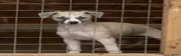 Whippet dogs for sale: Beautiful KC Whippet boy Puppy  - Advert 25