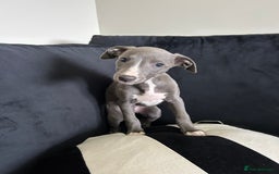 Whippet dogs for sale: WHIPPET PUPS READY TO LEAVE Aug 6th  - Image 3