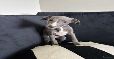 Whippet dogs - Advert 1