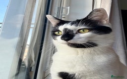 Domestic Shorthair cats for sale: Free to a good home  - Image 1