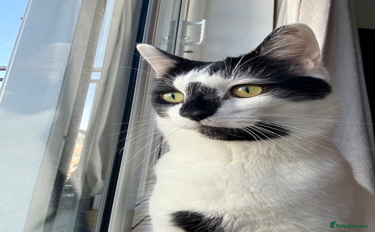 Domestic Shorthair cats - Advert 14