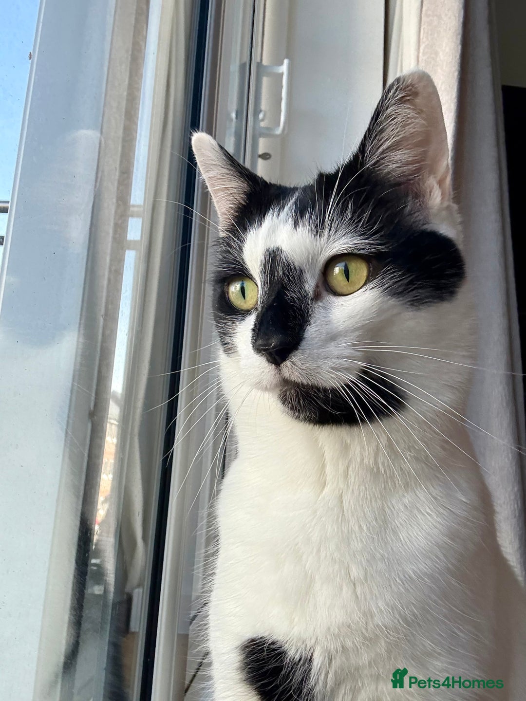 Domestic Shorthair cats for sale: Free to a good home  - Image 1