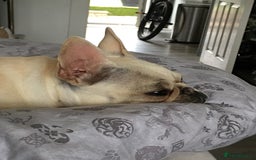French Bulldog dogs for sale: Female Frenchie needing new home - Image 2