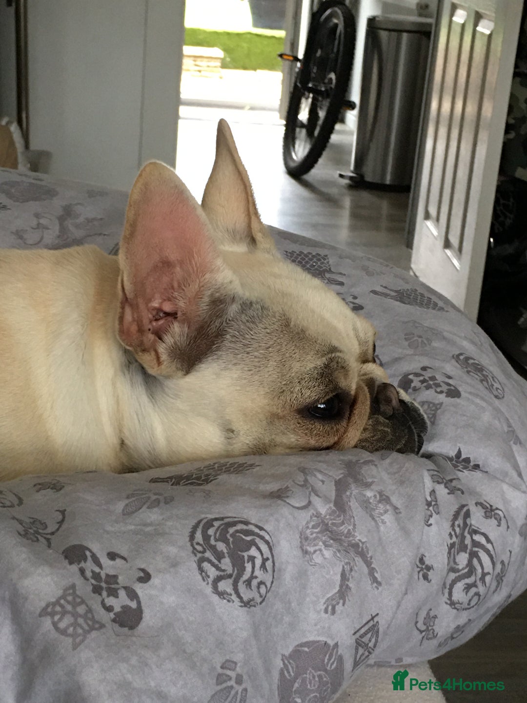 French Bulldog dogs for sale: Female Frenchie needing new home - Image 2