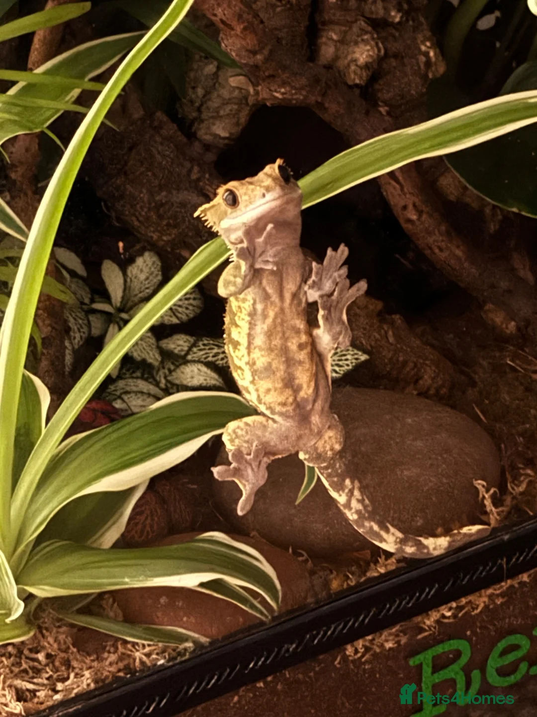 Gecko reptiles for sale: Crested Gecko in Wakefield - Advert 2