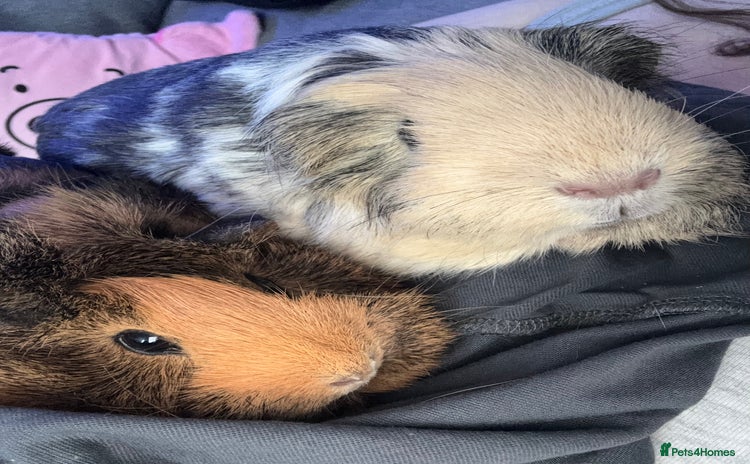Guinea Pig rodents - Advert 1
