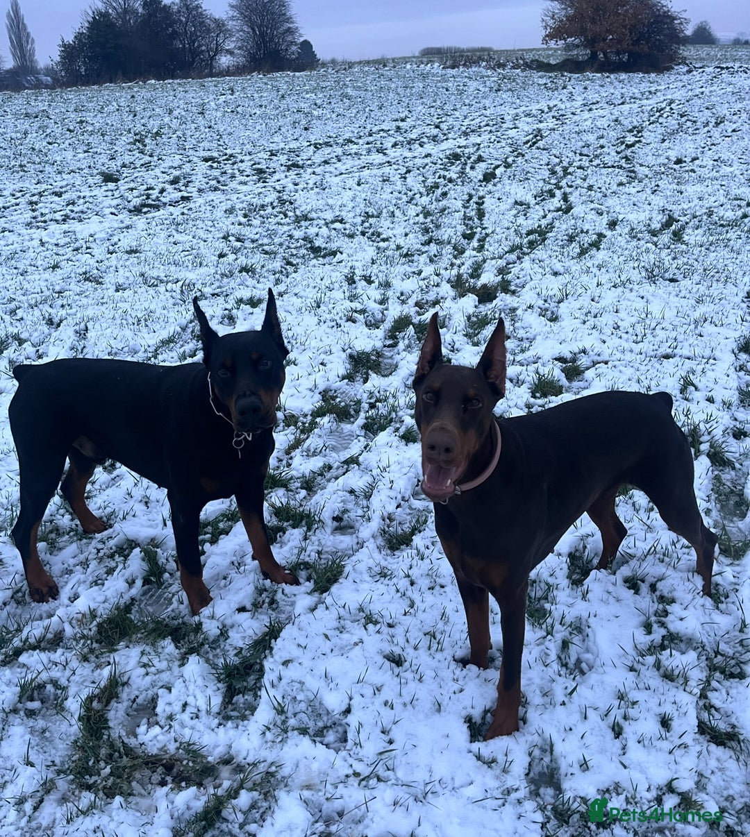 Dobermann dogs for sale: ⭐️ Pregnancy confirmed FULL EUROPEAN DOBERMANN ⭐️ - Image 2