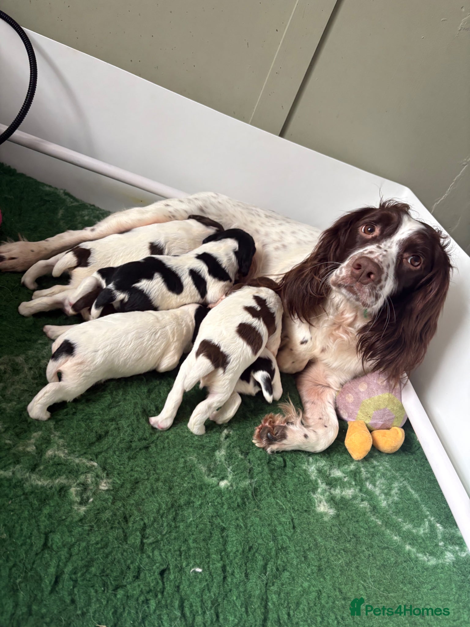 English Springer Spaniel dogs KC Reg Liver & White Bitch Pup - Advert 19