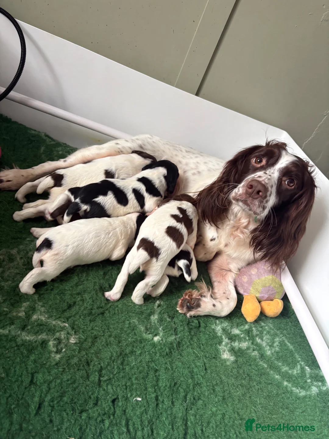 English Springer Spaniel dogs for sale: KC Reg Liver & White Bitch Pup - Advert 1