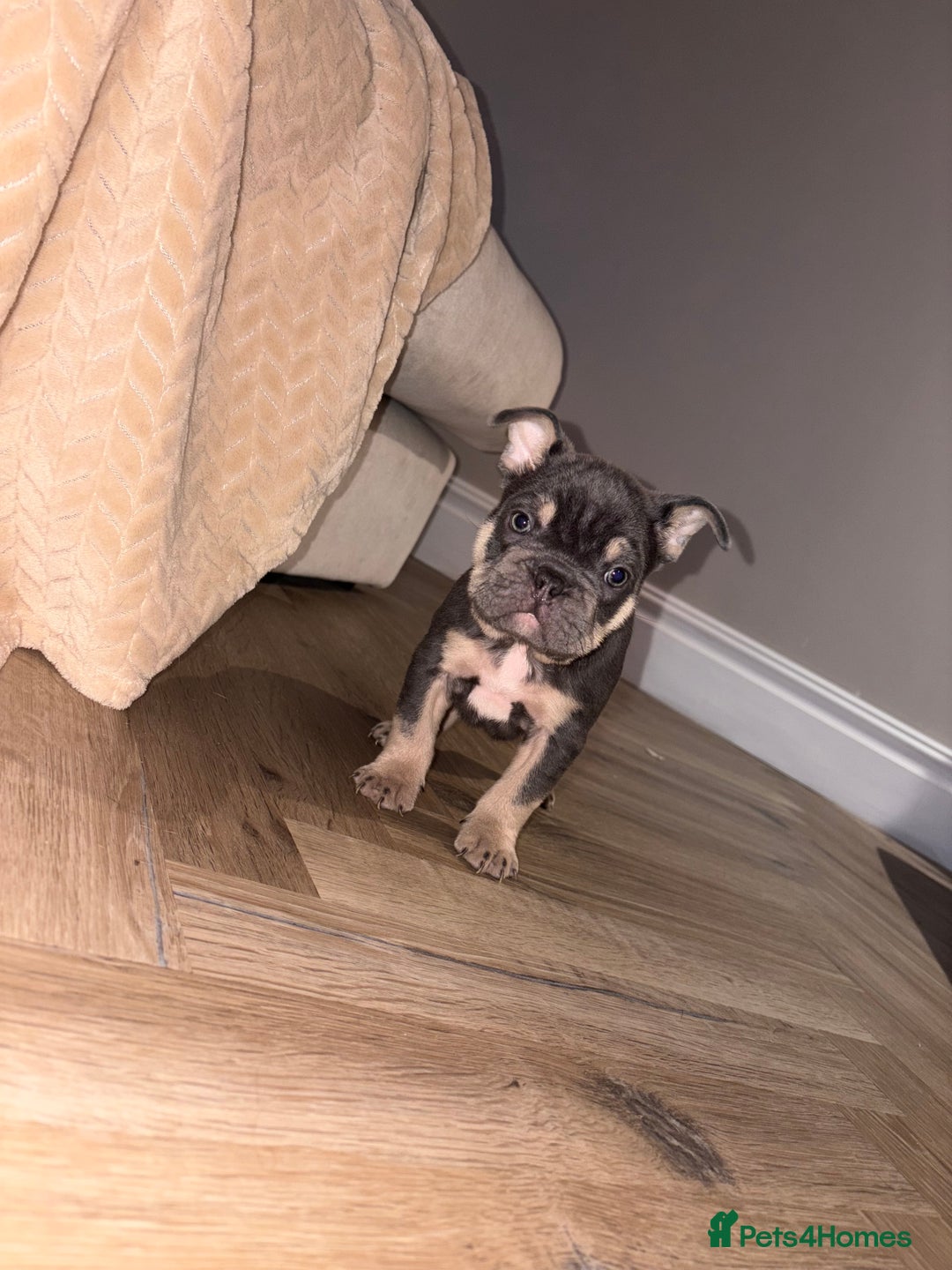 French Bulldog dogs for sale: French bulldog puppies NEARLY READY TO GO - Advert 5