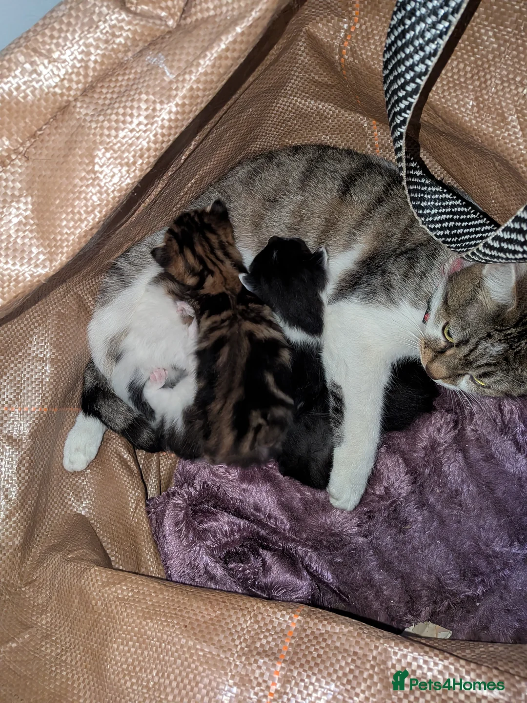 Mixed Breed cats for sale: 2 kitten  - Advert 2