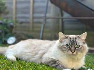 Ragdoll cats Great opportunity for breeding🐾GCCF ACTIVE QUEEN - Advert 2
