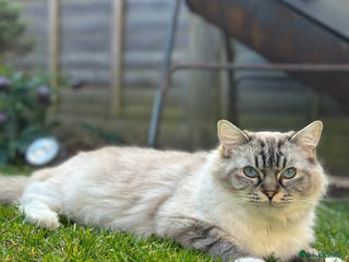 Ragdoll cats Active GCCF-registered Tabby Ragdoll - Advert 20