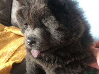 Chow Chow dogs Stunning chow chow puppies - Advert 2