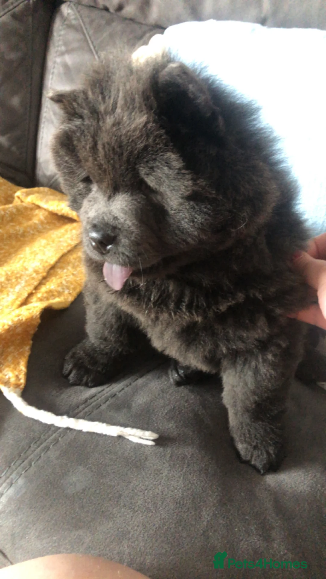 Chow Chow dogs for sale: Stunning chow chow puppies - Advert 2