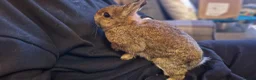 Netherland Dwarf rabbits for sale: Cute, super friendly little Netherland dwarf boy  - Advert 5