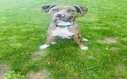 Mixed Breed dogs for sale: Merle female American bulldog 9 months - Image 4