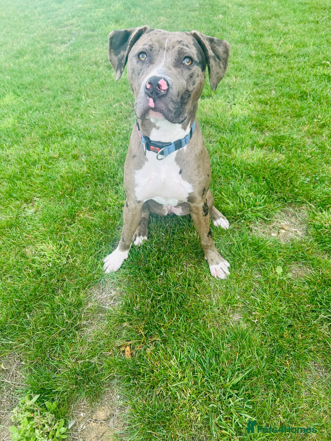 Mixed Breed dogs for sale: Merle female American bulldog 9 months - Image 4