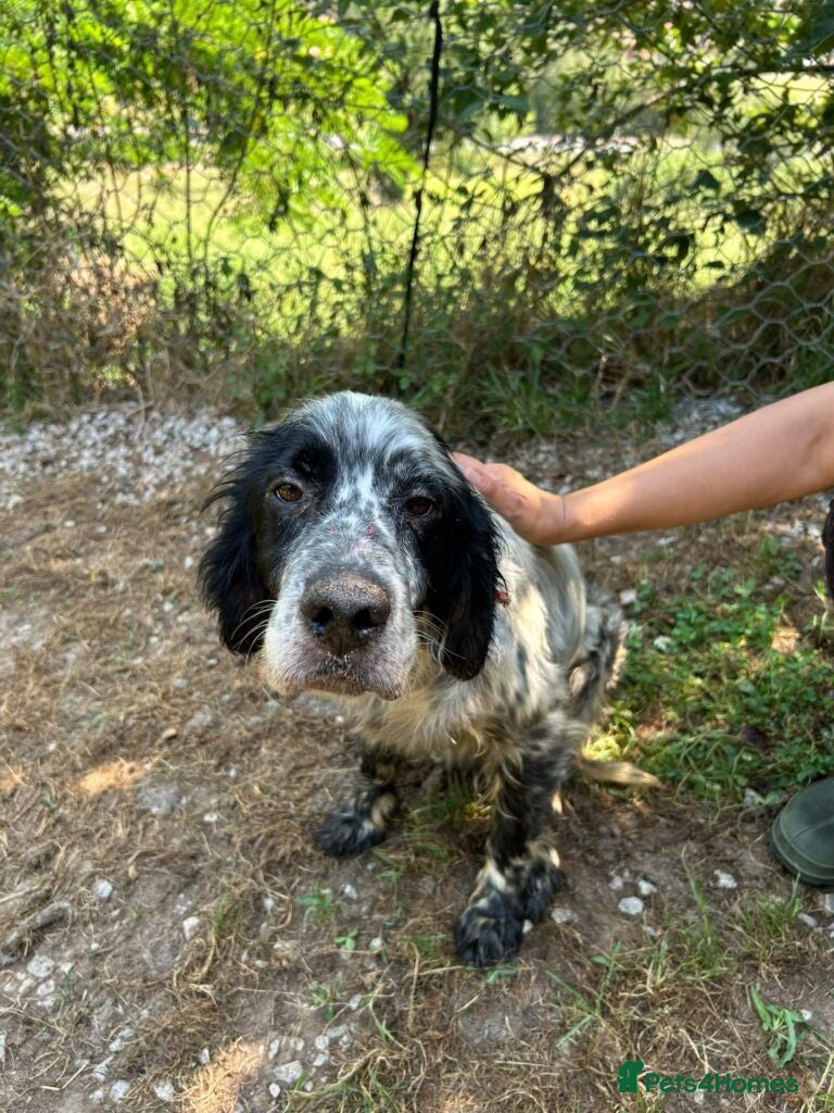 English Setter dogs Zeus  - Advert 5