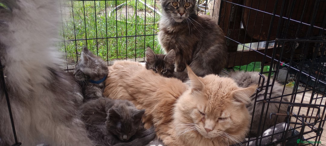 Maine Coon cats for sale: Maine coon purebred pedigre xl in Barnsley - Image 15