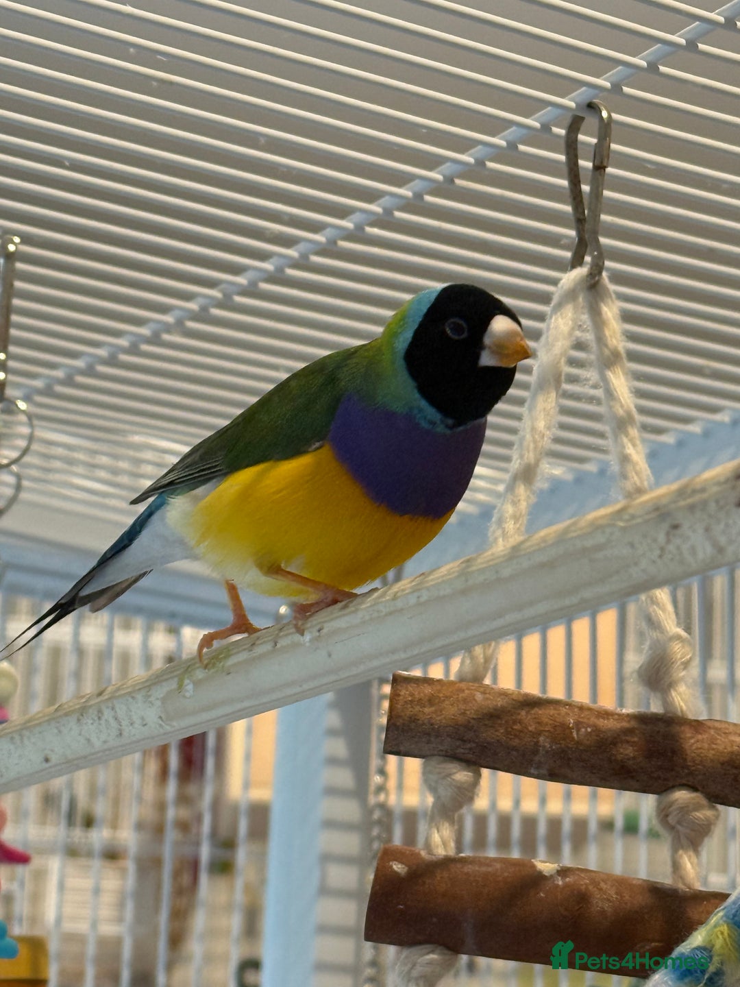 Finches birds for sale: gouildan finches available Runcorn  - Advert 15