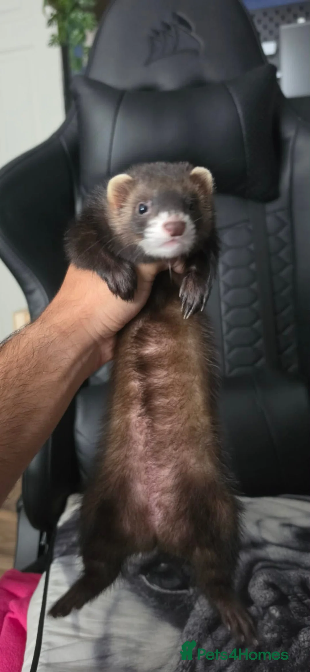 Ferret rodents for sale: Female Ferret & Cage in Swansea - Advert 1