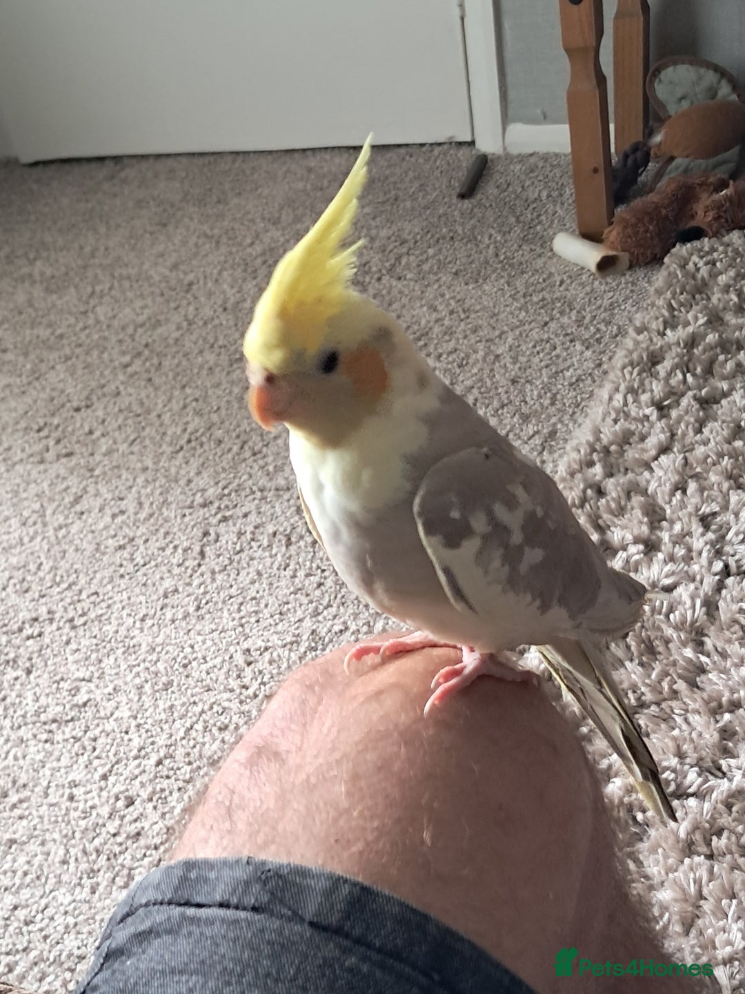 Cockatiels birds for sale: Hand reared baby cocktail very nice bird  - Image 6