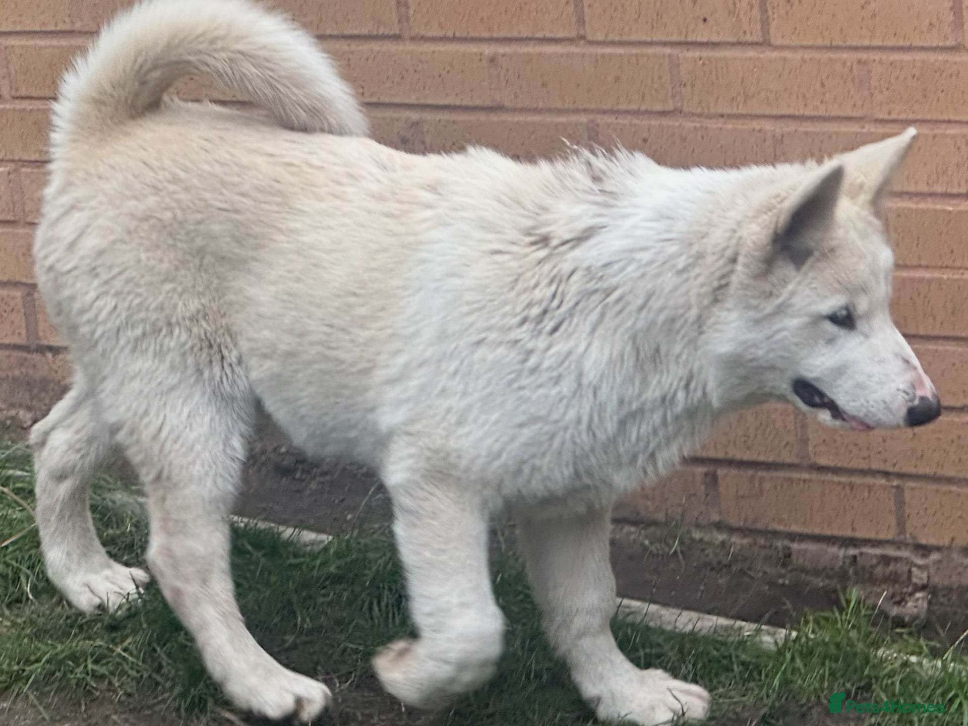 Alaskan Malamute dogs 2 females and 2 males left - Advert 2