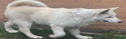 Alaskan Malamute dogs for sale: 2 females and 2 males left - Advert 2