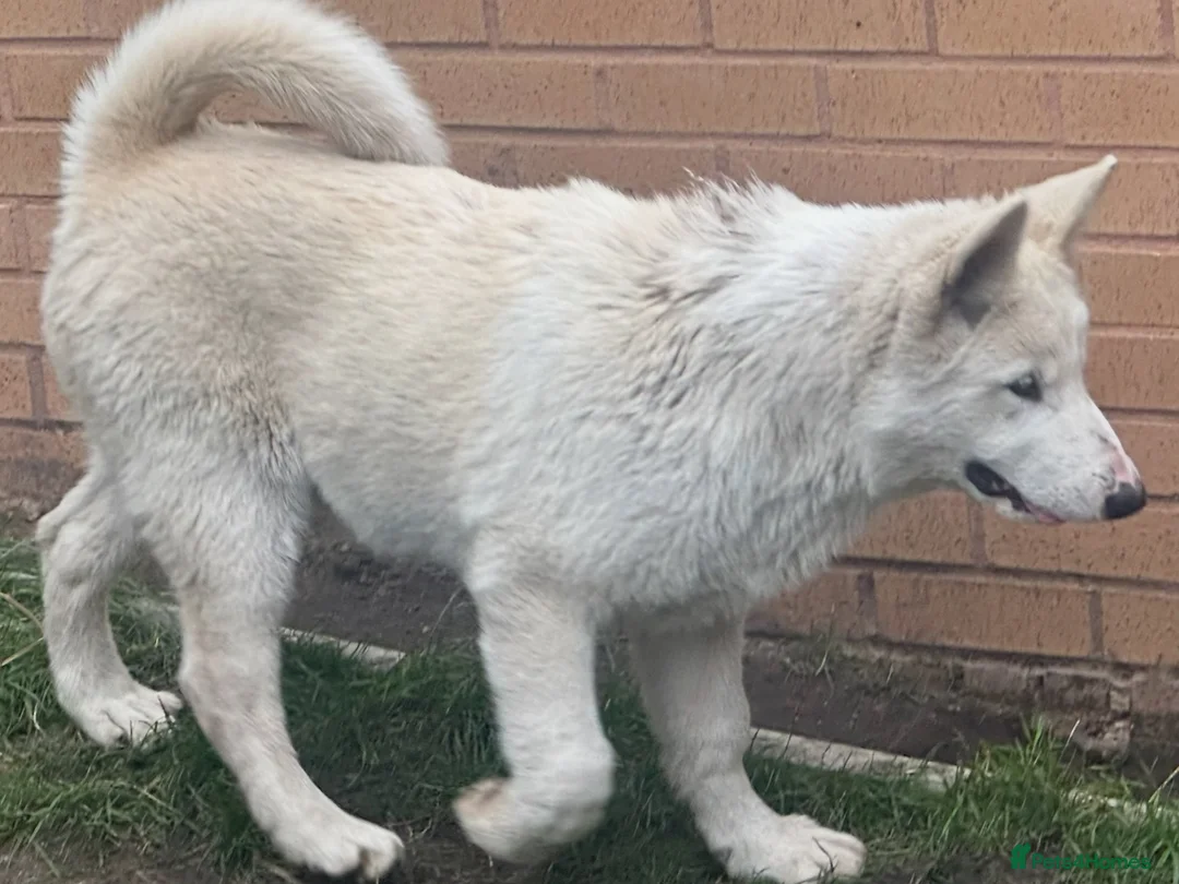Alaskan Malamute dogs for sale: 2 females and 2 males left - Advert 2