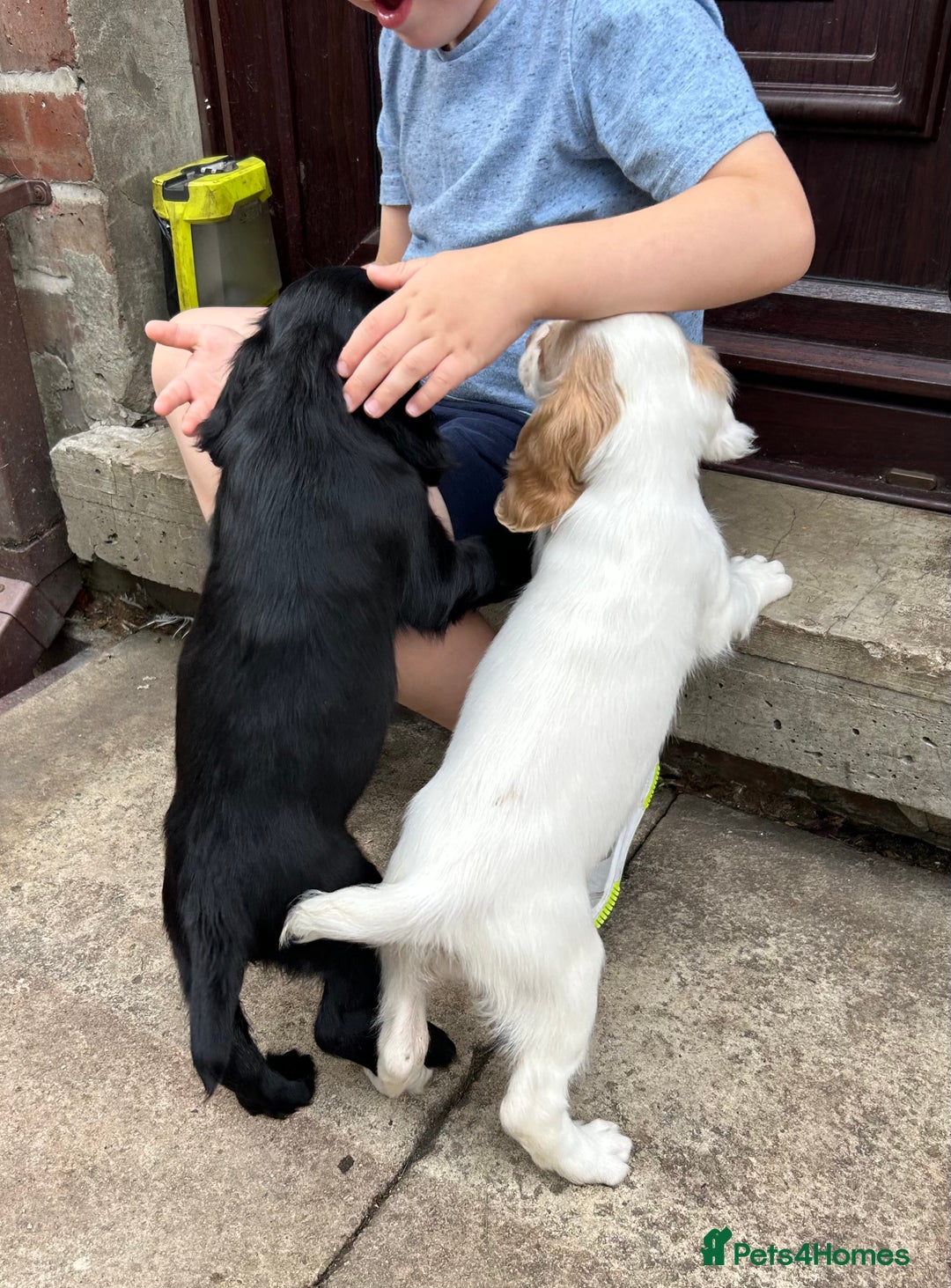 Sprocker dogs for sale: Sprocker puppies mixed litter  - Image 11