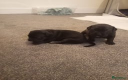 Mixed Breed dogs for sale: American pocket Corso - Image 9