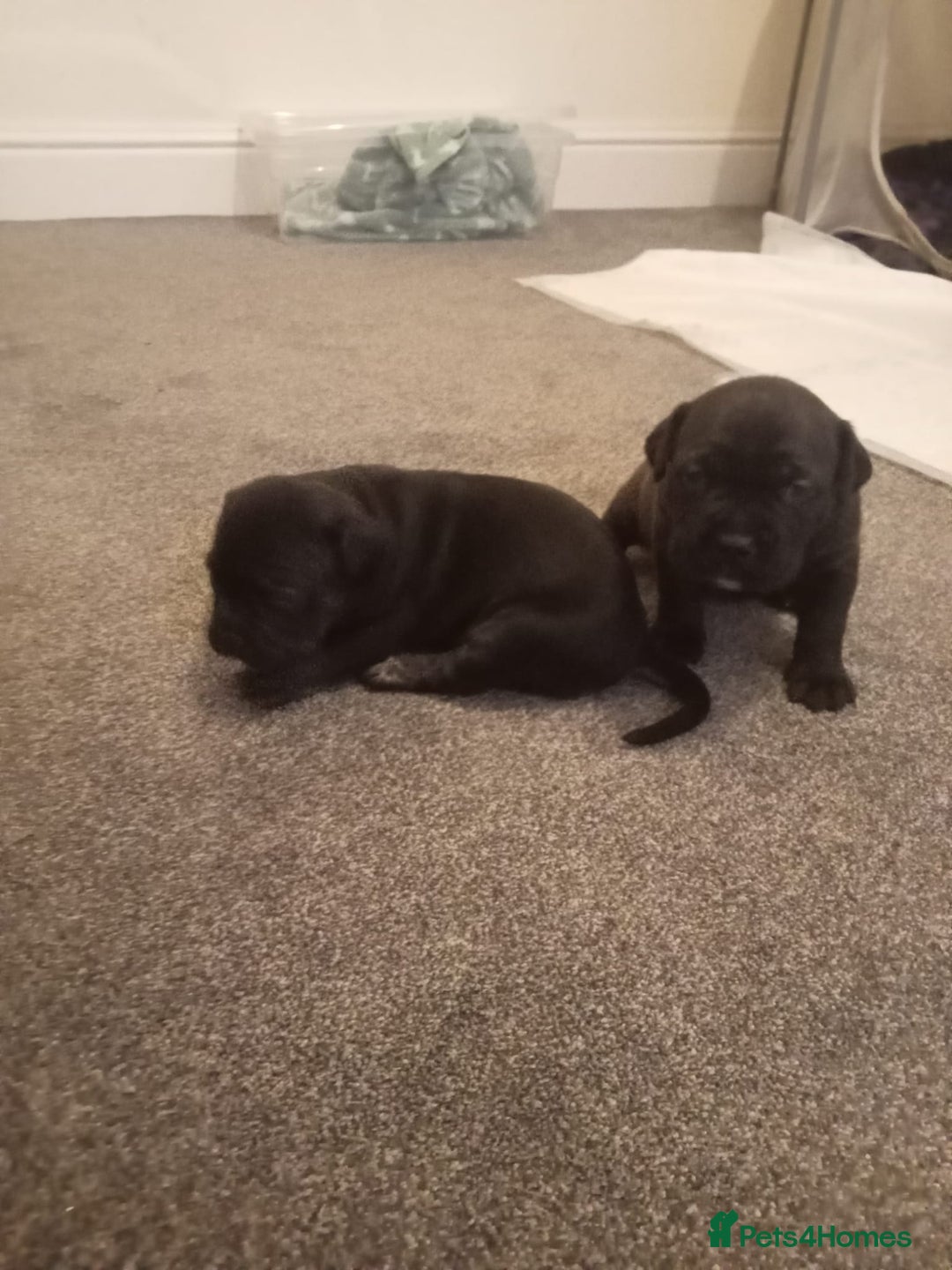 Mixed Breed dogs for sale: American pocket Corso - Image 9