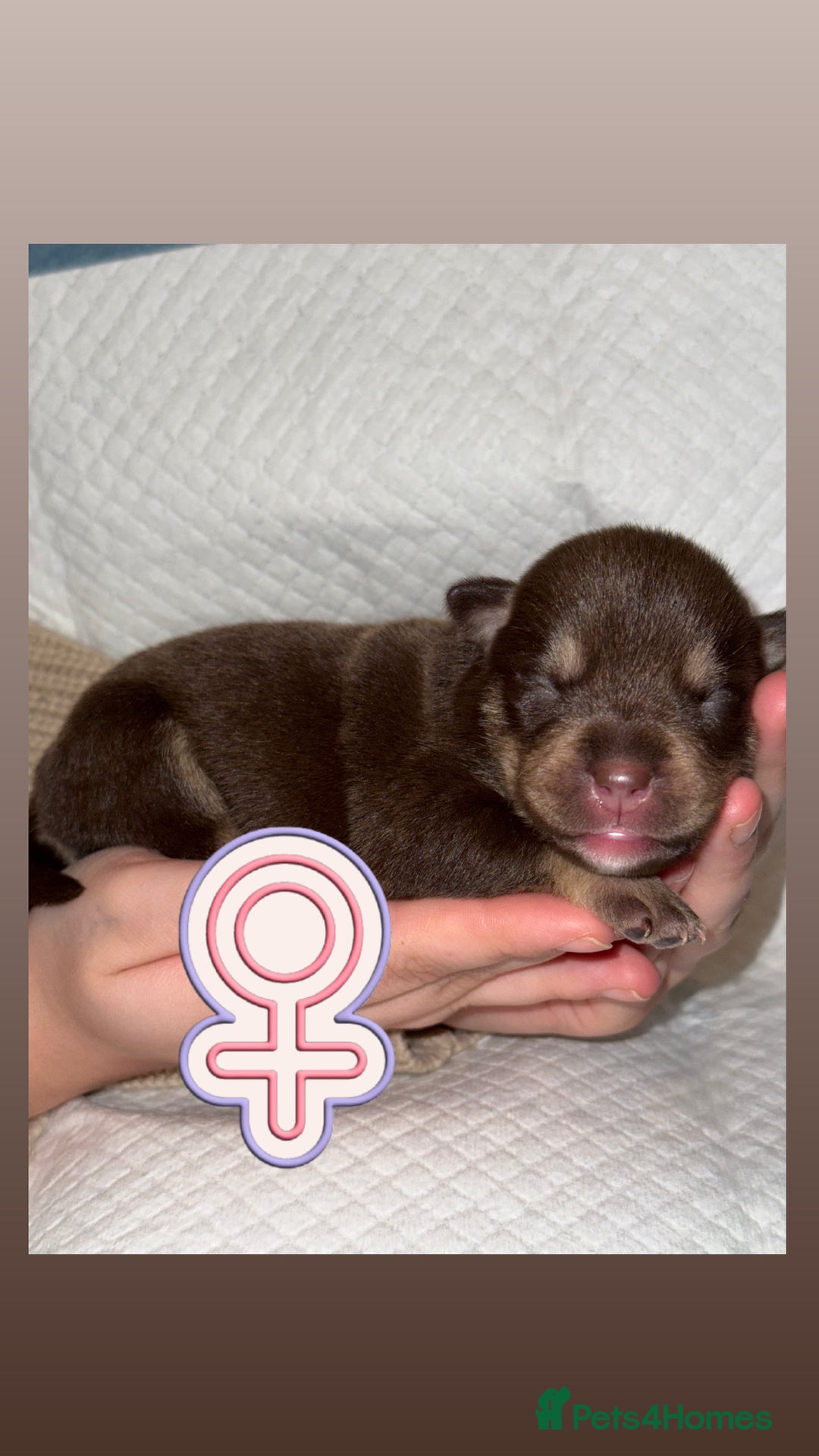 Mixed Breed dogs for sale: Pocket Bully & Siberian Husky Excellent Puppies - Advert 5