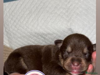 Mixed Breed dogs Pocket Bully & Siberian Husky Excellent Puppies - Advert 5