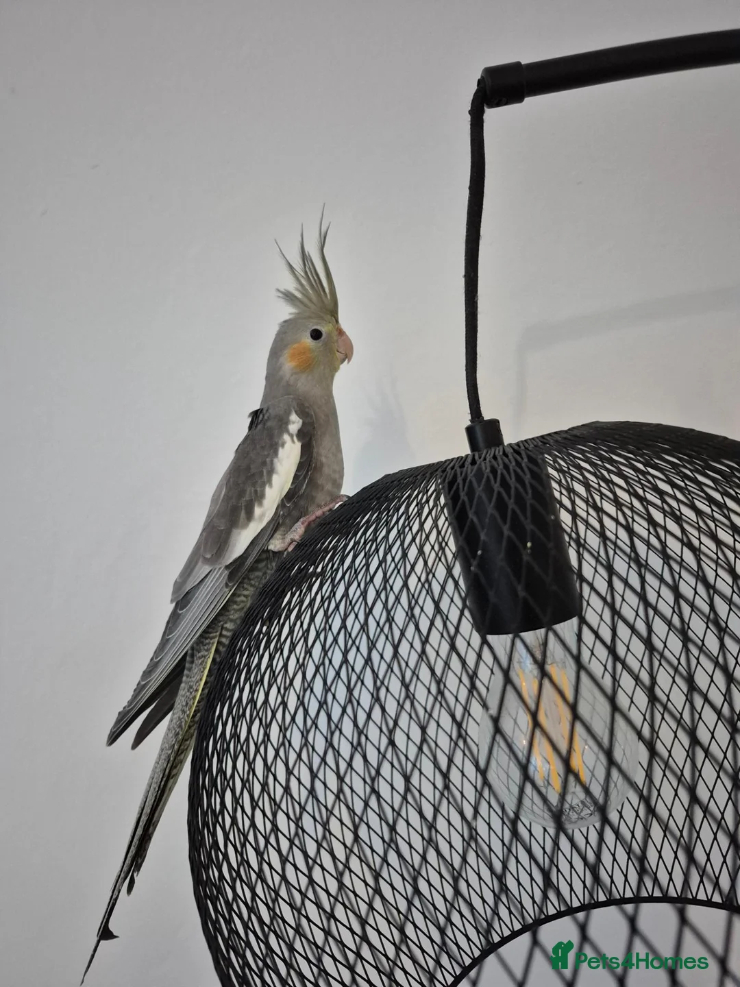 Cockatiels birds for sale: Female cockatiel and set up in York - Advert 1