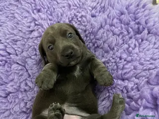 Miniature Dachshund dogs 2 girls, 1 boy KC reg miniature Daschund puppies - Advert 8