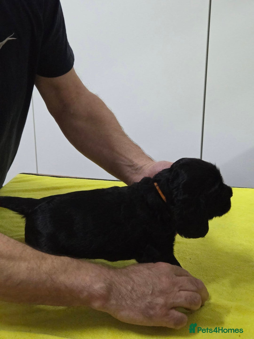 Cocker Spaniel dogs for sale: English Show Cocker Spaniel puppies from home - Advert 11