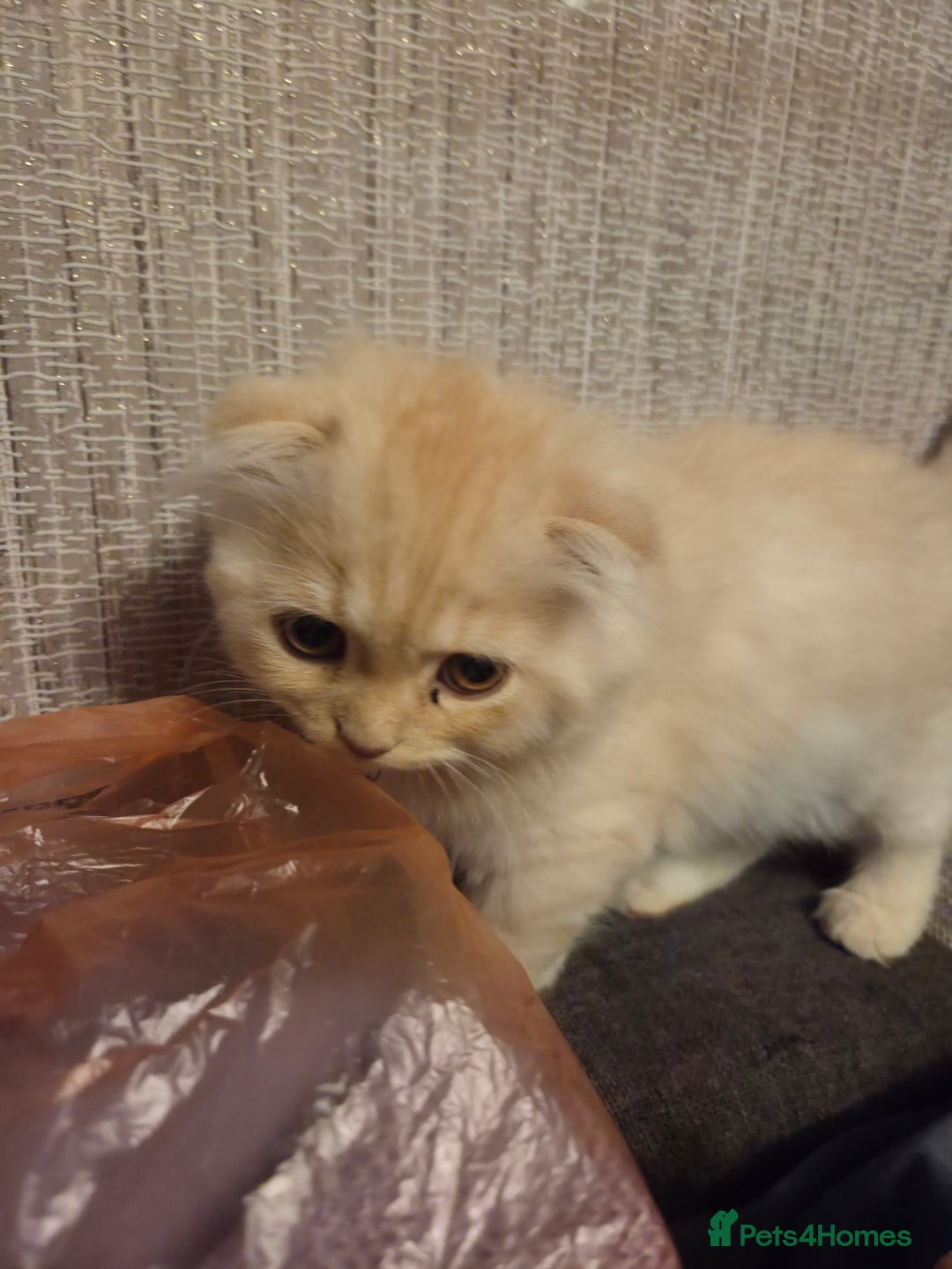 Scottish Fold cats for sale: !1 LEFT! BEAUTIFUL SCOTTISH FOLDS FOR SALE - Image 20