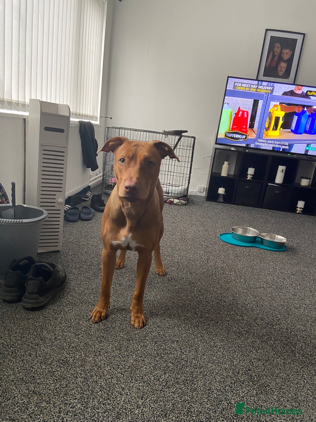 Mixed Breed dogs for sale: Dog for sale  - Advert 5