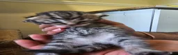 British Shorthair cats for sale: ✨️✨️Tabby British Shorthair kitten✨️✨️ - Advert 7